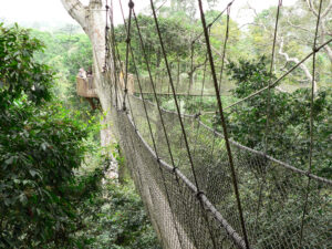 Kakum National Park - Canopy Adventure 🇬🇭